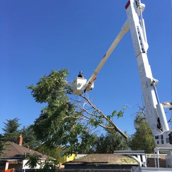Noah's Park Tree Care - Safely helping Reno residents with emergency tree services. - Tree Services Near Me - Reno, Nevada