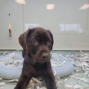 The Puppy Store Henderson - Pet Stores Near Me - Henderson, Nevada The Puppy Store Henderson - Pet Stores Near Me - Henderson, Nevada