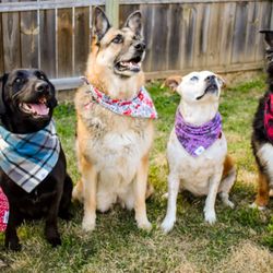 Good Dog Enrichment and Training