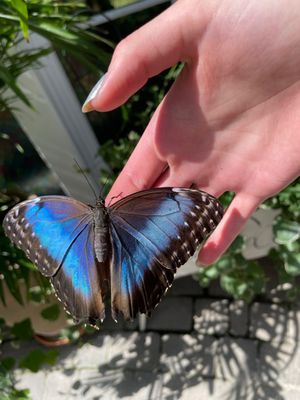 Wings of Mackinac by null