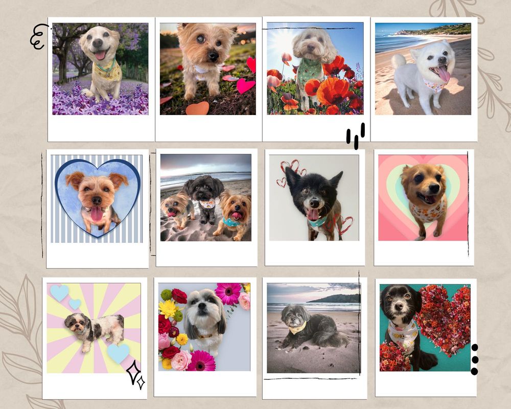 PAWCASSO IN HOME DOG GROOMING Updated October 2024 32 Photos