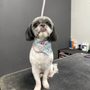 Photo of Addy’s House of Grooming