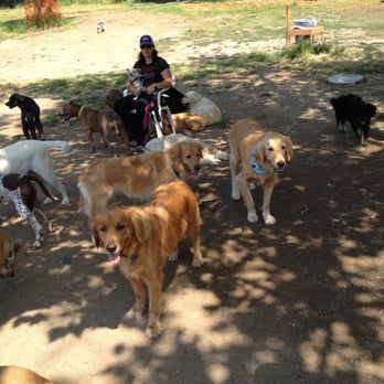 Have A Nice Walk - Marley and the pack - Dog Walkers Near Me Have A Nice Walk - Marley and the pack - Dog Walkers Near Me