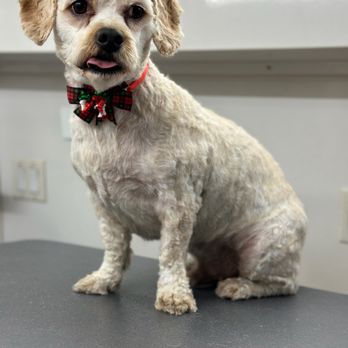 Ray’s Mobile Dog Grooming - Pet Groomers Near Me - Sylmar, California Ray’s Mobile Dog Grooming - Pet Groomers Near Me - Sylmar, California