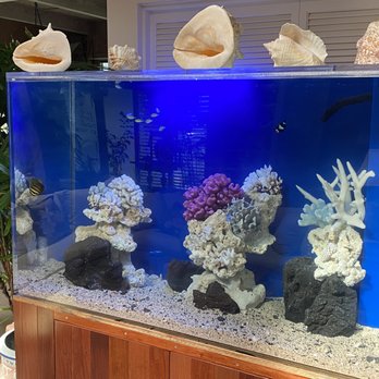 Indoor Oceans Aquarium Service - On T.V for the Disney show Doogie Howser - Aquarium Services Near Me Indoor Oceans Aquarium Service - On T.V for the Disney show Doogie Howser - Aquarium Services Near Me