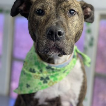 Bark Boutique - Pet Grooming - Pet Groomers Near Me Bark Boutique - Pet Grooming - Pet Groomers Near Me