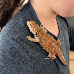 Scratch the 4 month old Beardie