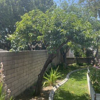 JBS Tree Care - Peach - Tree Services Near Me - Pomona, California