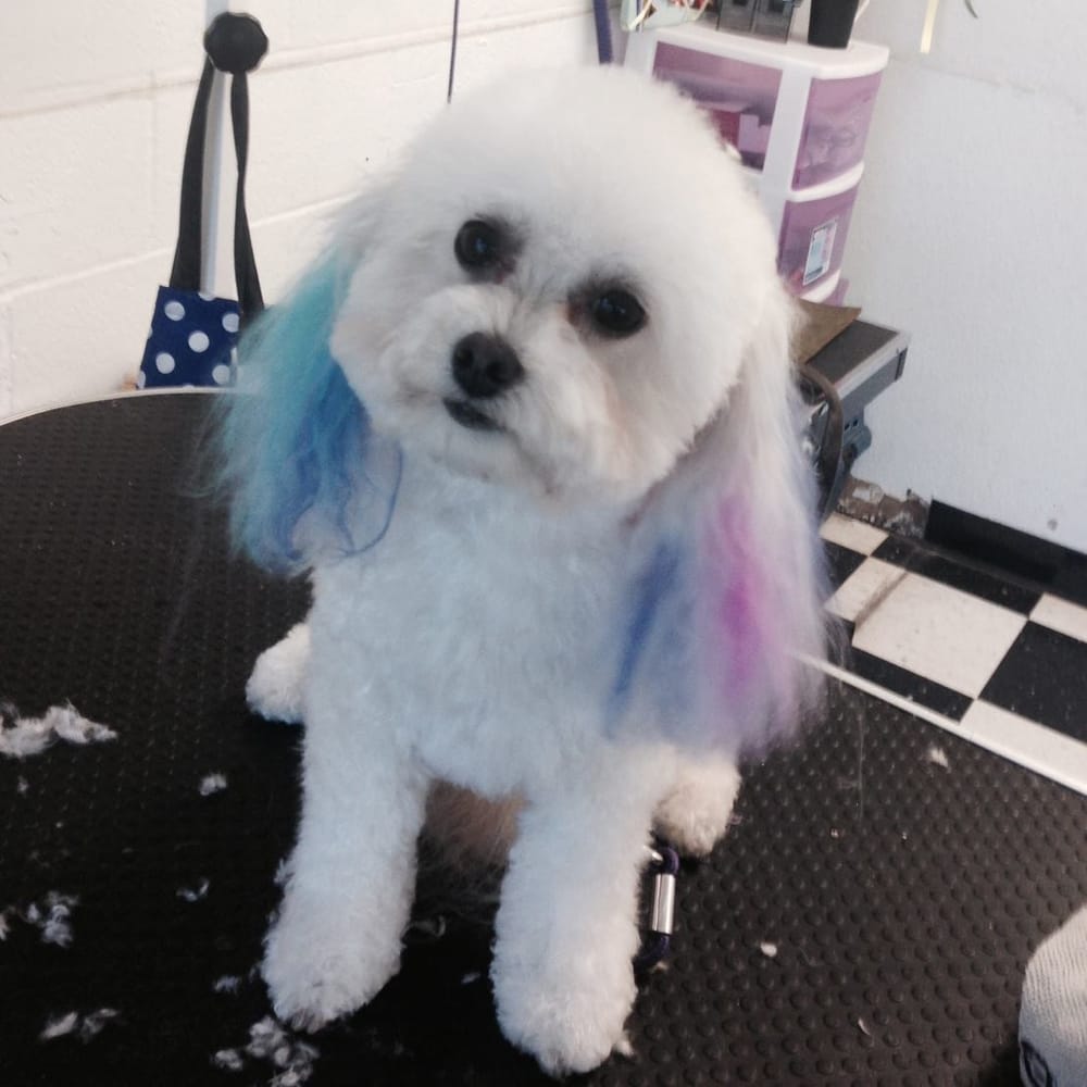 dave's doggy daycare