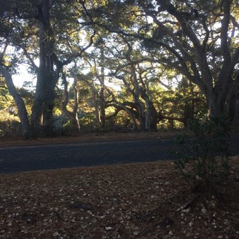 Jacks Peak County Park - Pretty trees. - Parks Near Me - Monterey, California