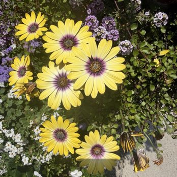 Roger's Gardens - Nurseries & Gardening Near Me - Corona Del Mar, California