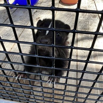 Amazing Animals - Skunk - Zoos Near Me - Saint Cloud, Florida