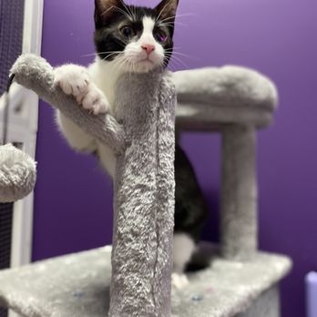Pawsitive Vibes Pet Resort - Cat Boarding - Pet Groomers Near Me - Edinburg, Texas Pawsitive Vibes Pet Resort - Cat Boarding - Pet Groomers Near Me - Edinburg, Texas