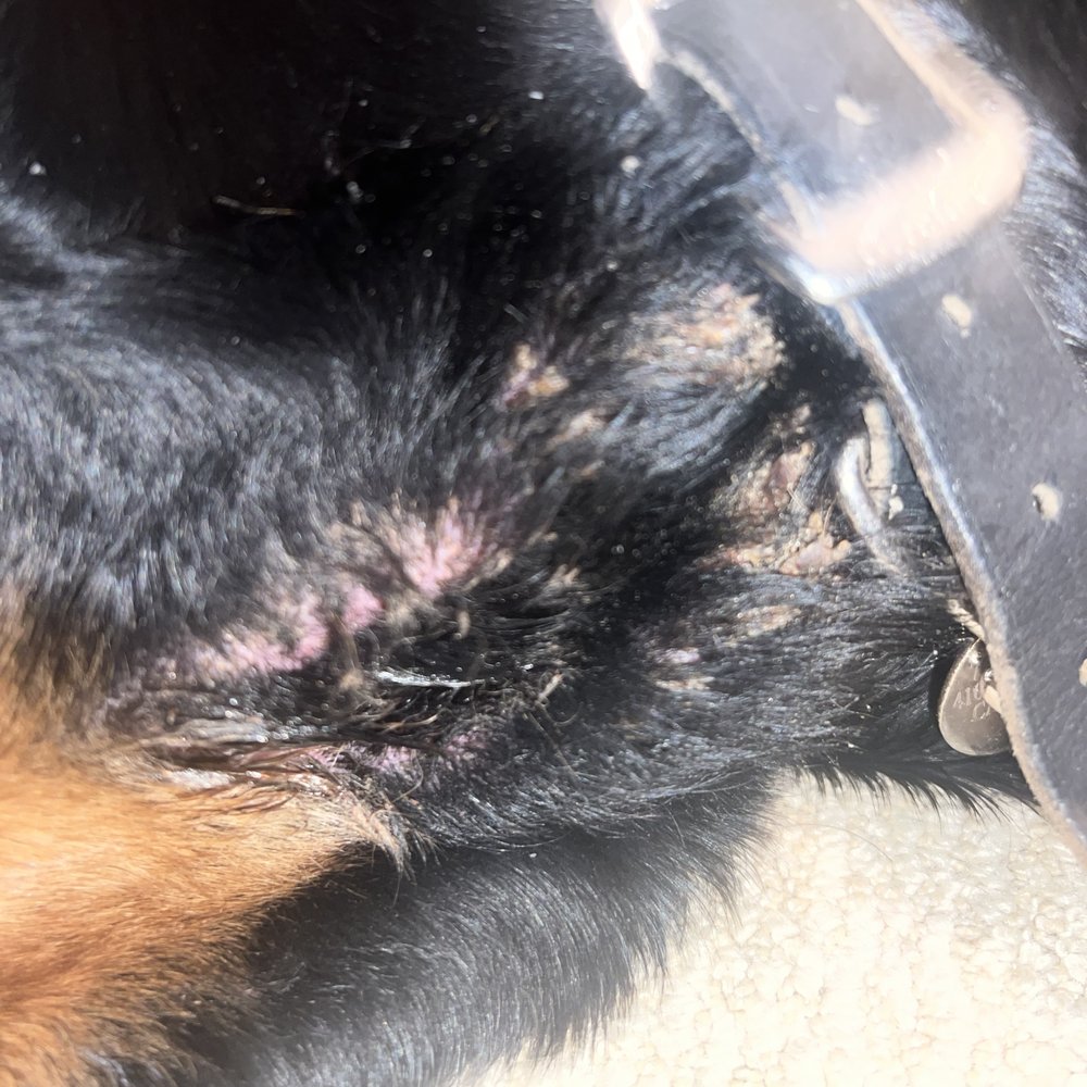 Paws Clinic - Veterinarians Near Me - Taylor, Michigan