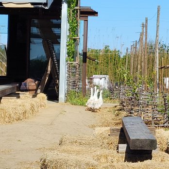 Ruhstaller Farm - Geese! - Breweries Near Me - Dixon, California Ruhstaller Farm - Geese! - Breweries Near Me - Dixon, California