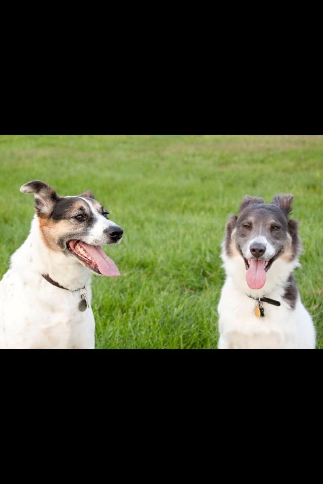 BOW WOW PET SITTERS Request a Quote Hendersonville, North Carolina