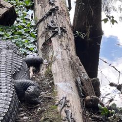 Osceola County Environmental Study Center - Baby Alligators next to mom