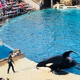 Orca Encounter