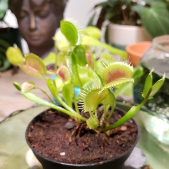 Knots & Found - If you're a plant lover you must visit this store.  The owner is so knowledgeable and friendly. - Nurseries & Gardening Near Me - Martinez, California