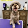 Mandy's Dog-O-Mat