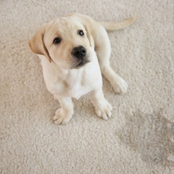 Bella’s Carpet And Tile Care - Carpet Cleaning Near Me Bella’s Carpet And Tile Care - Carpet Cleaning Near Me