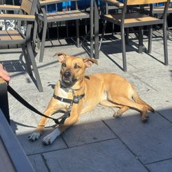 Unplugged Restaurant & Sports Bar - Limón the dog loves it here.