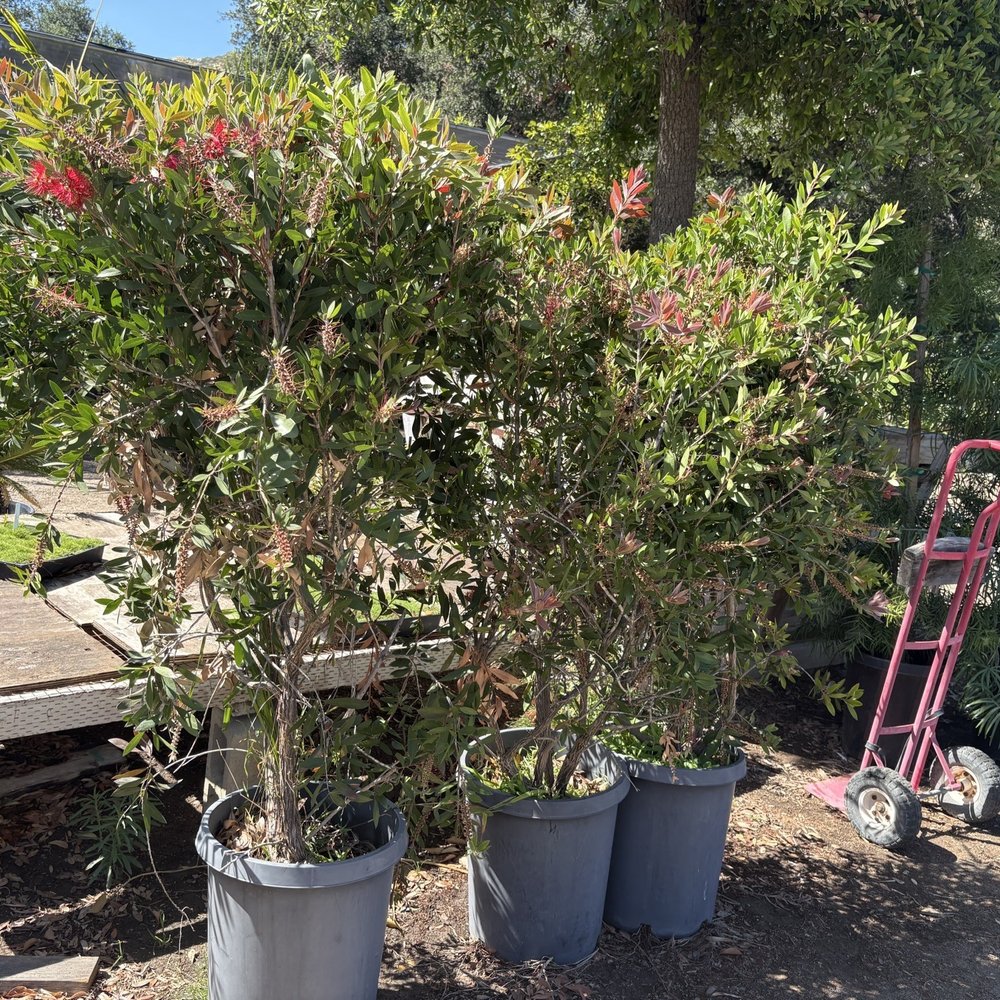 RZ Nursery - Bottlebrush trees - Nurseries & Gardening Near Me - Fallbrook, California RZ Nursery - Bottlebrush trees - Nurseries & Gardening Near Me - Fallbrook, California