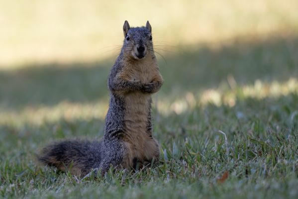 Sepulveda Basin Wildlife Reserve by null