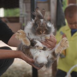 Cuteness Attack Farm