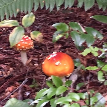 Prairie Creek Redwoods State Park - Some very cool mushroom. - Parks Near Me - Orick, California Prairie Creek Redwoods State Park - Some very cool mushroom. - Parks Near Me - Orick, California