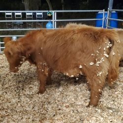 Harvest Fields Corn Maze & Hay Ride - Mini highland cow