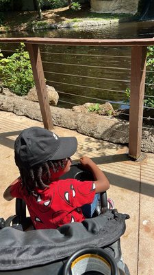 Jungle Island by null