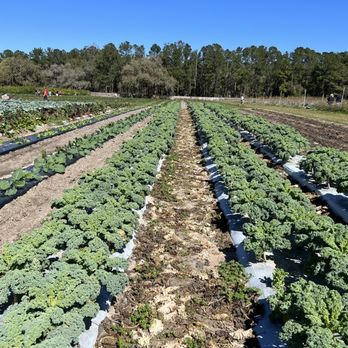 Upicktopia - Pick Your Own Farms Near Me - Masaryktown, Florida Upicktopia - Pick Your Own Farms Near Me - Masaryktown, Florida