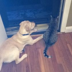 South River Veterinary Hospital & Service
