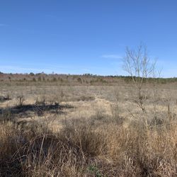 Double Trouble State Park - Dry cranberry bog