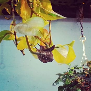 Anawalt Lumber - Hummingbird with 2 jelly bean sized eggs. Penthouse. - Nurseries & Gardening Near Me - Los Angeles, California Anawalt Lumber - Hummingbird with 2 jelly bean sized eggs. Penthouse. - Nurseries & Gardening Near Me - Los Angeles, California