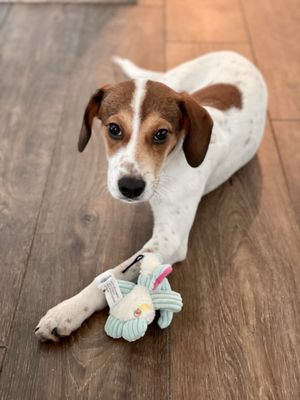 Lucky Dog Animal Rescue by null