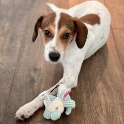 Lucky Dog Animal Rescue