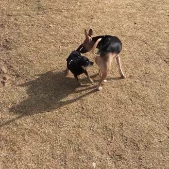 Barkin' Basin Dog Park - My little one making friends with a literal little one  that tiny chihuahua was so precious. - Dog Parks Near Me - Las Vegas, Nevada
