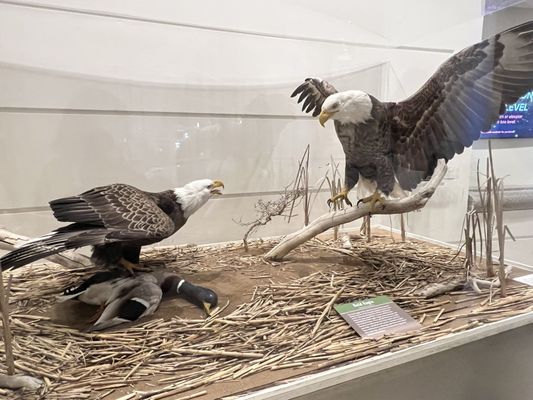 Fernbank Museum | 3D Theater | Forest by null