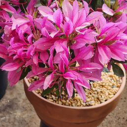 Nuccio Azalea