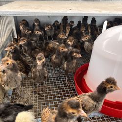Three Kings Poultry