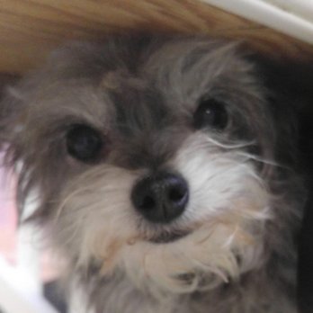 Abingdon Pet Grooming - Pet Groomers Near Me - Abingdon, Virginia