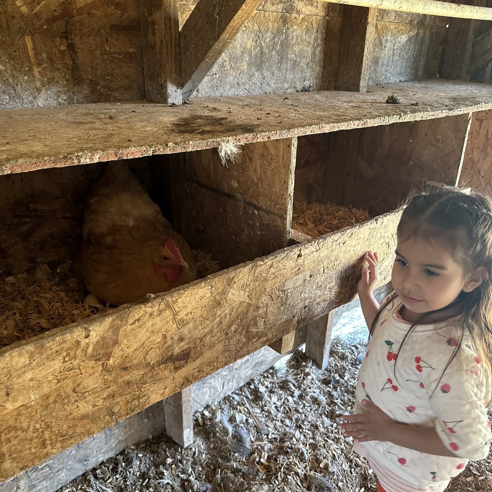 Back-to-Eden Ranch - Chicken coop - Attraction Farms Near Me - Gilroy, California