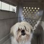 Puppy Bath Pet Grooming