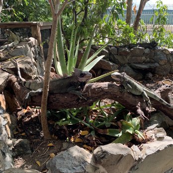 Coral World Ocean Park - Iguanas - Aquariums Near Me - St Thomas, Virgin Islands
