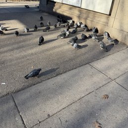 These birds are well fed