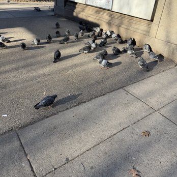 Boston Common - These birds are well fed - Parks Near Me - Boston, Massachusetts