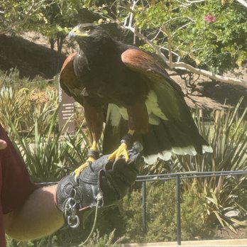 Catalina Falconry Experience - Willow (hawk) - Active Life Near Me - Avalon, California Catalina Falconry Experience - Willow (hawk) - Active Life Near Me - Avalon, California