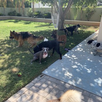 Roscoe’s Retreat - Pet Boarding Near Me - Las Vegas, Nevada Roscoe’s Retreat - Pet Boarding Near Me - Las Vegas, Nevada